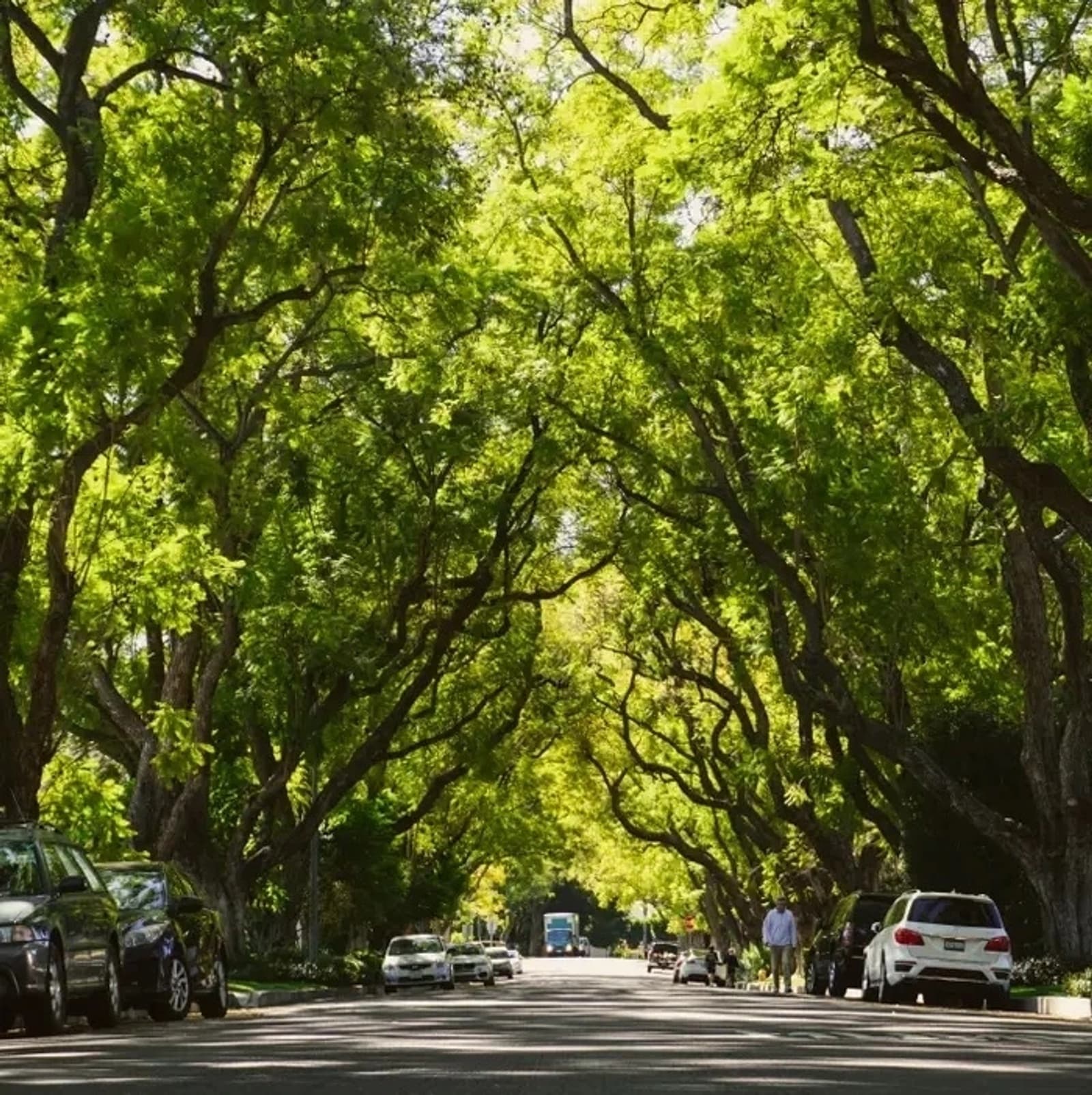A tree-canopied residential street in Claremont, California